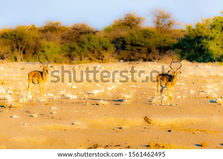 The spingbok of Namibia at etosha national park