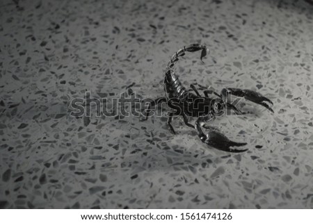photo of scorpion, Poisonous animals