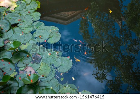 Chinese construction lotus pond and goldfish on a sunny day