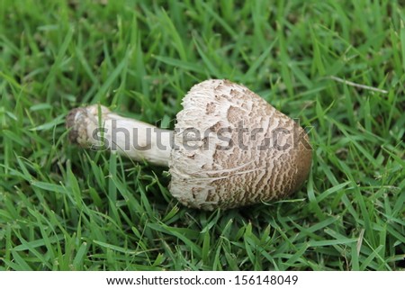 White mushroom on the grass.