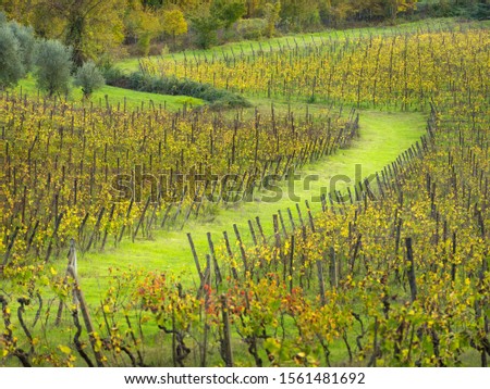 curved vineyard field in Tuscany in Italy