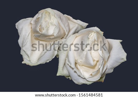 isolated aged white rose blossom pair macro,blue background, color fine art still life image of two blooms with detailed texture
