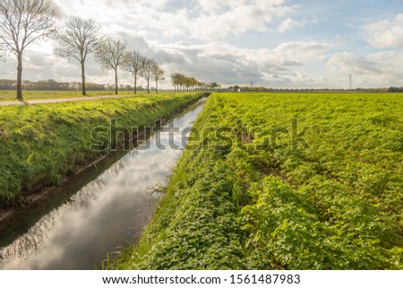 Large field with Celeriac plants almost ripe for harvesting. The photo was taken on a sunny day in the Dutch autumn season near the village of Werkendam, gemeente Altena,  provincie North Brabant.