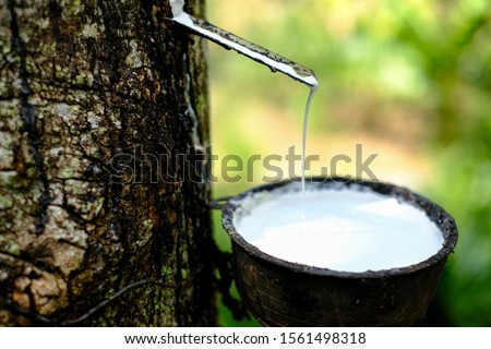 Close up of fresh milky Latex dripping from a para rubber tree  into a plastic bowl Royalty-Free Stock Photo #1561498318