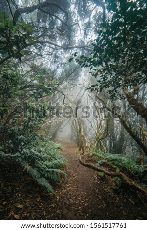 Misty path in green deep wood full of mysterious atmosphere 