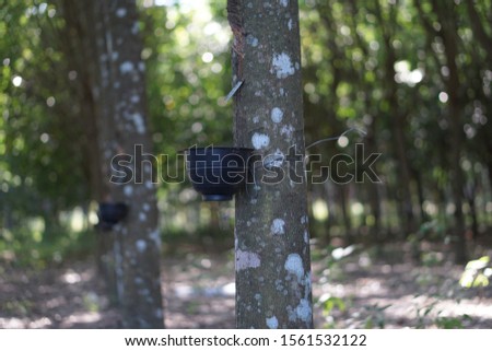 This is a picture of a rubber plantation in northern Thailand.