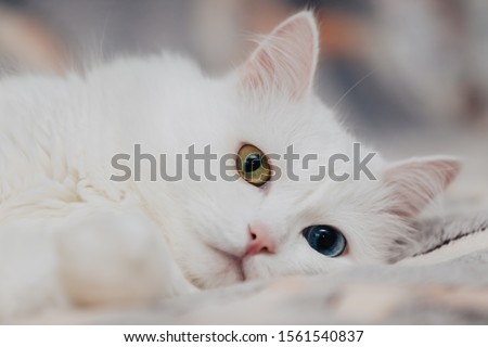 animal with eyes of different colors. Odd-eyed cat with blue and almond eyes. Heterochromia. Turkish Angora cat lies on a spotty background. Royalty-Free Stock Photo #1561540837