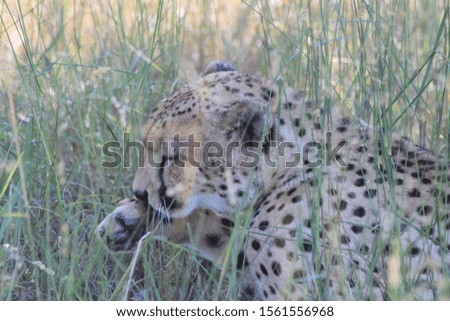Single Cheetah, savannah, Botswana, Africa