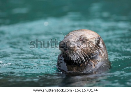 Sea Otter (Enhydra lutris), Kenai Peninsula, Alaska, United States