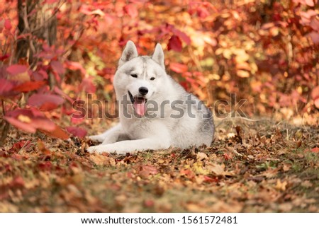 A young grey and white Siberian husky male dog with brown eyes is lying down on dried grass. There are a lot of colorful yellow and red leaves. It's a sunny October autumn day.