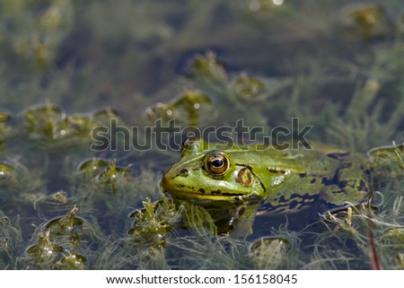 Edible frog