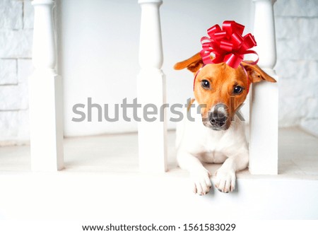 Funny gift Jack Russell Terrier dog with red bow on a head.