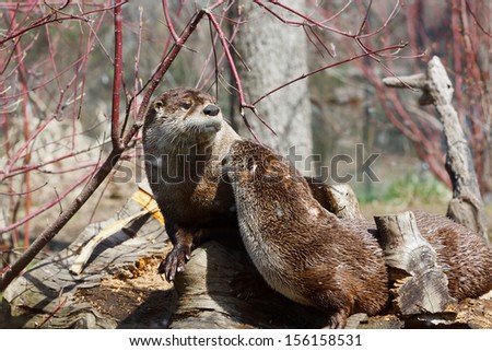 North American River Otter, Lontra canadensis