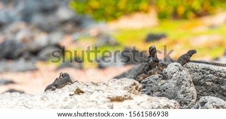 Marine iguanas on the stones, Galapagos Island, Santa Cruz Island- Port Ayora. With selective focus