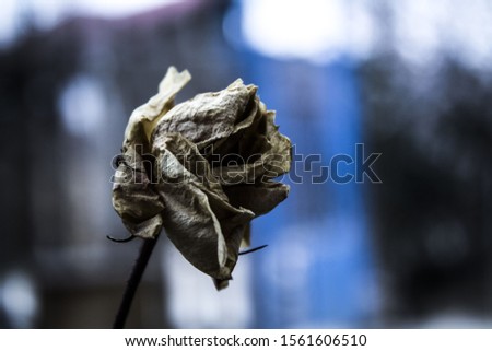 Rotten Old Rose in Garden
