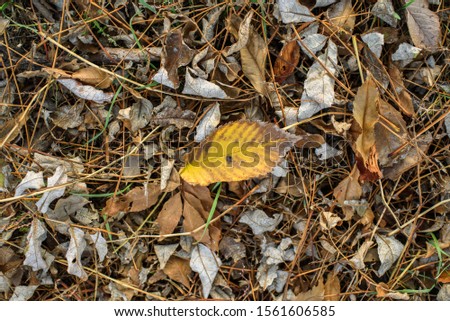 Dry autumn foliage on the grass on a cold October day. Texture. Background.