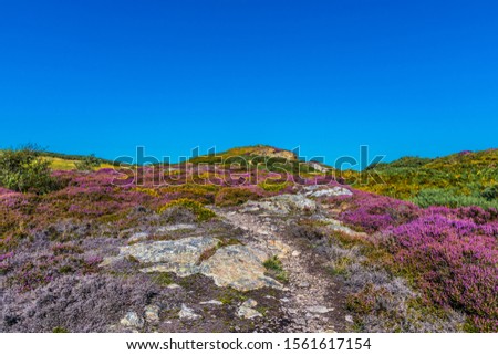 Howth cliffwalk in Ireland. View over irish sea to the Irelands Eye. Colorful flowers along the path. Clear blue sky at sunny day in august. Royalty-Free Stock Photo #1561617154
