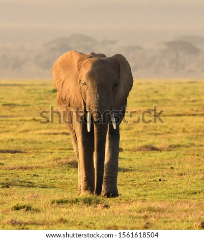 Beautiful lone elephant walking slowly over grassy plain.  