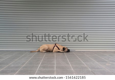lazy bullmastiff dog sleeping on the floor