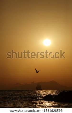 silhouette of flying seagull at sunset
