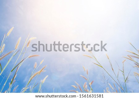 Flowers, grass and the sky with warm sunlight during the day.