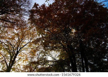 Low angle view on beech treetop in autumn colors against sky in german forest - Viersen, Germany