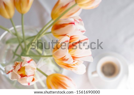 Beautiful bouquet of stripped white and red tulips and two cups of coffee on the table. Top view.