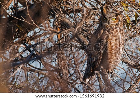 GreatHorned Owl perched on tree
