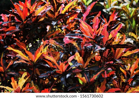 BRIGHT RED AND YELLOW CROTON PLANT