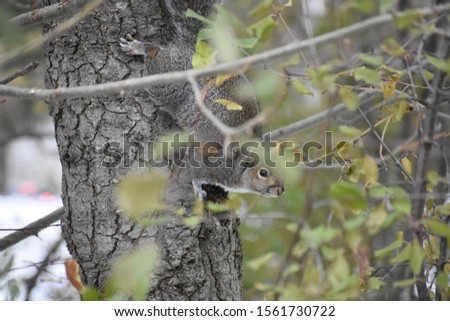 Squirrel sneaking down a tree