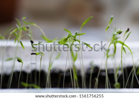 Thin sprouts of seedlings with a seed on the leaves. Macro. Selective focus.