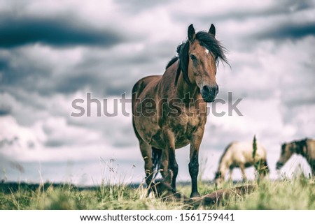 Horses on a field at a farm in summer. Photographed in a High-key.