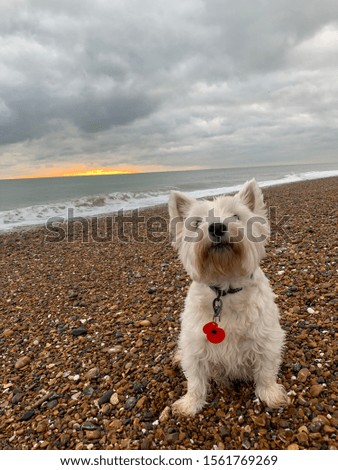 Westie dog on a sunset beach