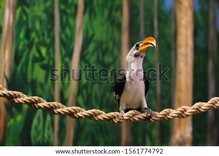 an interesting bird beaked toucan
