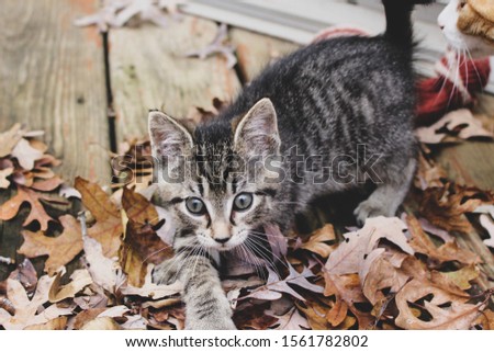 tabby kitten playing in leaves