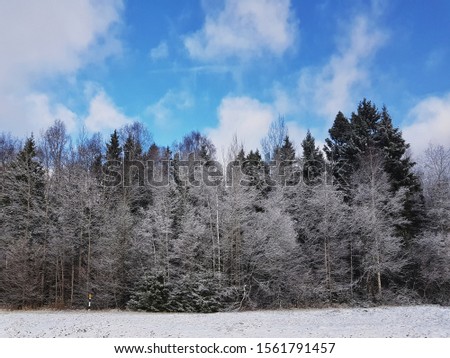It is a winter's forest in snow