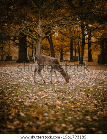 A deer at Dunham Massey in Manchester, England Royalty-Free Stock Photo #1561793185