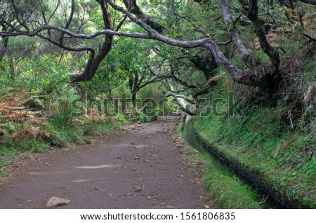 Irrigation canal levada in Madeira islands forests, Portugal