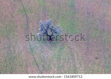 Aerial view of  almond tree in flowers in the farm land, Majorca lands, Balearic Island, Spain.