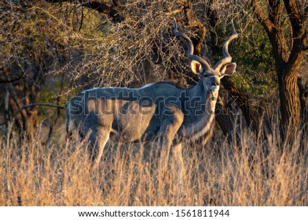wild kudu in the african bush 
