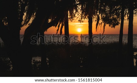 Sunset over silhouetted trees at Lake Apopka in Apopka, Florida.