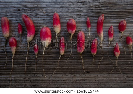 Fresh Radishes of Different Shapes and Sizes