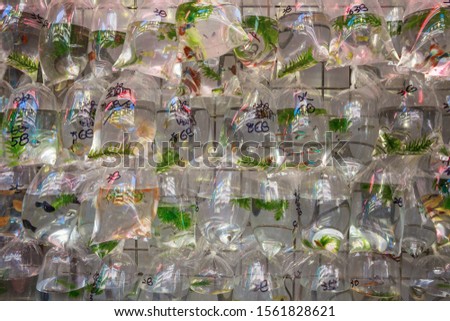 Fish in plastic bag on regional market, Hong Kong, China