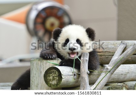 Giant panda baby eating bamboo leaves.