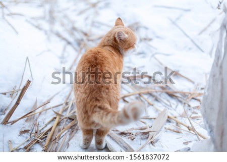 A red cat went outside for a walk on a winter day