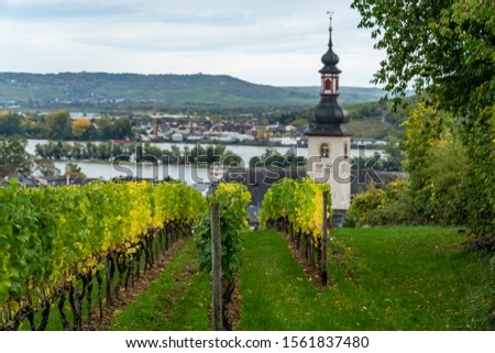 view on vineyards, rhine during fall in ruedesheim, middle rhine valley, germany Royalty-Free Stock Photo #1561837480