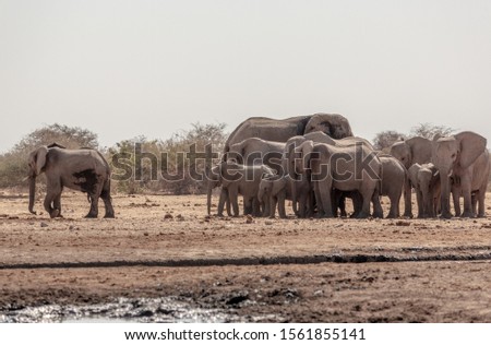 African Bush Elephants (Loxodonta africana), Etosha National Park, Namibia