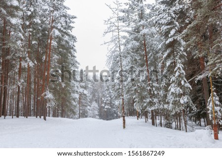 winter landscape photograph of a pine forest in the snow