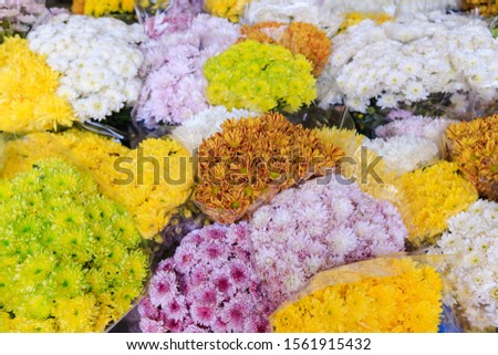 Flowers background. Yellow, white , green, purple chrysanthemum flowers. Holiday background.