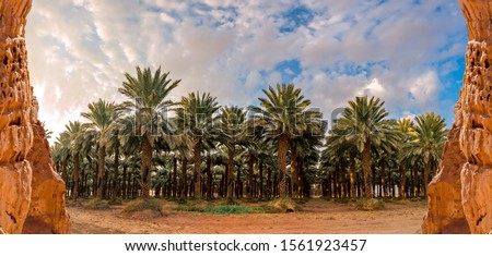 Panorama with plantation of date palms. Image depicts advanced desert agriculture industry in the Middle East Royalty-Free Stock Photo #1561923457